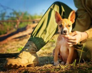 Sådan ved du, om du er en ansvarsfuld hundeejer