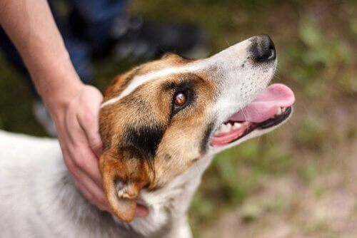 Hund klappes af ejer