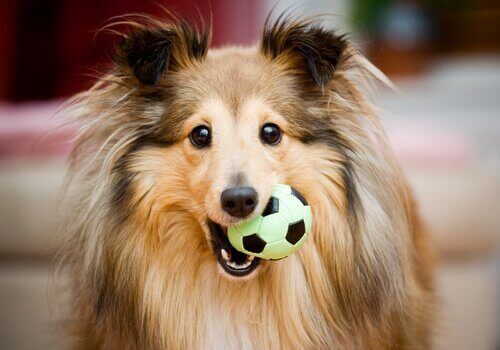 Find den perfekte gave til en hund