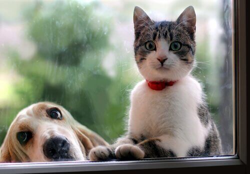 Venskaber mellem hunde og katte er meget mulige