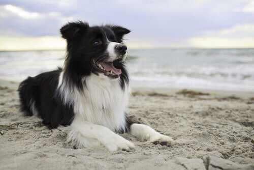 Hund på strand