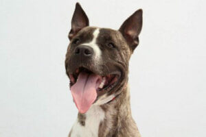 De forskellige effekter af ulovlige hundekampe