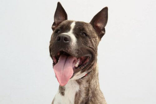 De forskellige effekter af ulovlige hundekampe