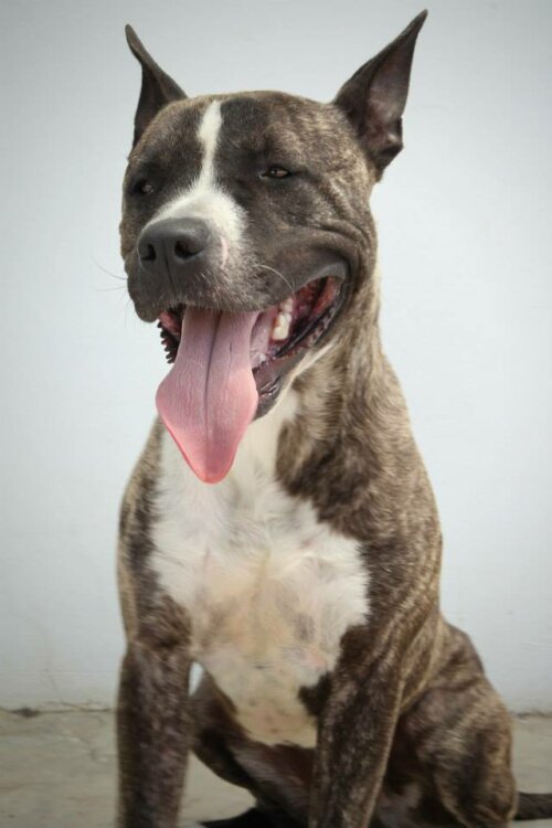 Hunden Ecoy, som blevet stjålet fra et internat og brugt i ulovlige hundekampe