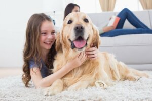 Ved du, hvordan hunde finder vej hjem igen?