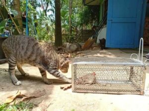 Leptospirose hos katte: Symptomer og behandling