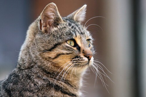 Find ud af alle hemmelighederne om din kats knurhår