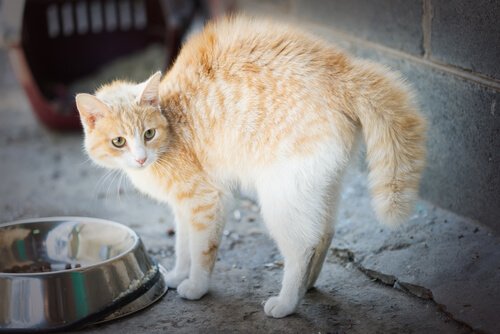 5 årsager til fobier hos katte