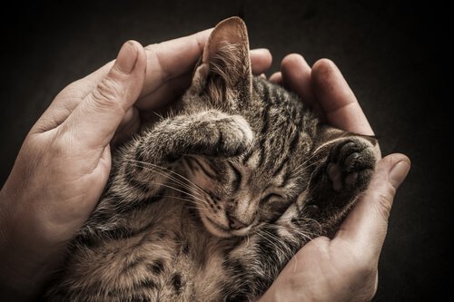 Råd til at socialisere en kat