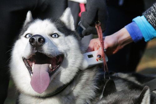 Mikrochips til hunde: Er de nyttige?