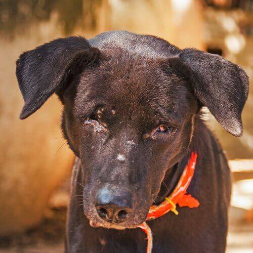 Hund er blevet mishandlet