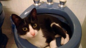 Den fantastiske historie om katten, Muki