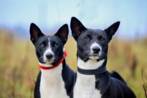 Om sommeren skal du beskytte en hunds ører