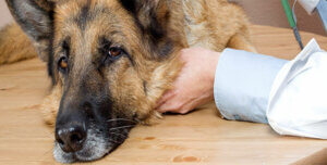 Sygdomme og indre parasitter hos hunde