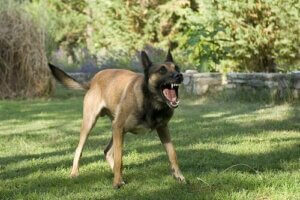 Korrekt forebyggelse af rabies hos hunde