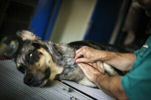 En blodbank for hunde i Taiwan
