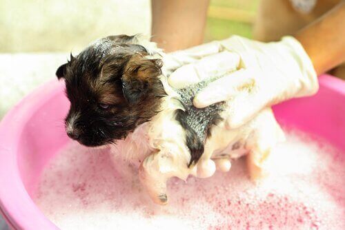 Shampoo til hunde: 3 tips til at vælge den rette