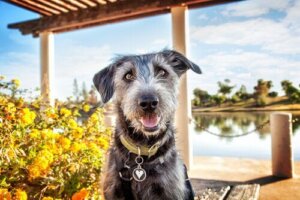 Få en sjovere sommer med en hund