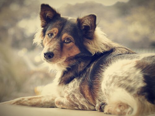 Adopter en hund og sig farvel til ensomhed