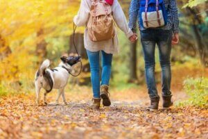 Sådan får du den bedste gåtur med en hund
