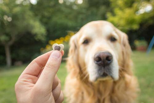 Positiv forstærkning er den bedste metode, når man træner en hund, som ses her ved at give godbid
