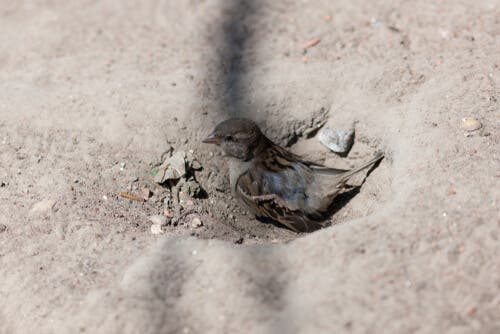 Gråspurven kan godt lide at tage støvbad