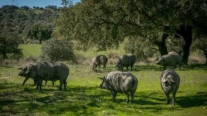 Afrikansk svinepest illustreres af svin på mark