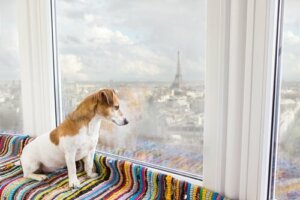 De 9 bedste kæledyrsvenlige destinationer