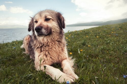 7 adfærdsproblemer hos hunde