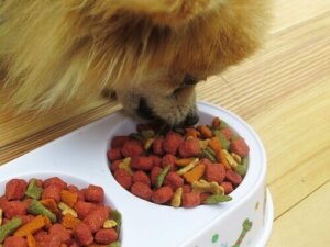 Vælg det rigtige hundefoder