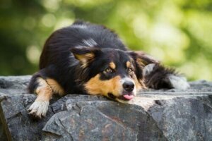 Hunde og hedeslag: Det skal du vide