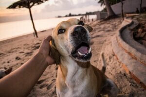 Er en hundeforsikring virkelig nødvendig?