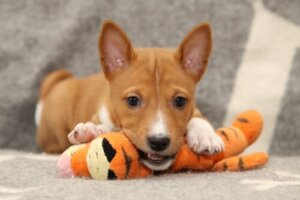 Den store debat: Har hunde brug for lykkepiller?