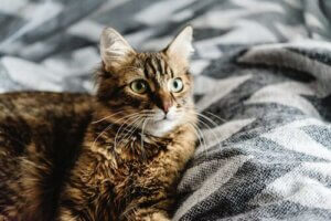 Bør du sove sammen med en kat?