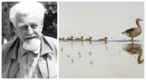 Konrad Lorenz og studiet af dyrenes adfærd