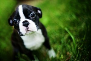 Sådan kan du lære hunde selvkontrol