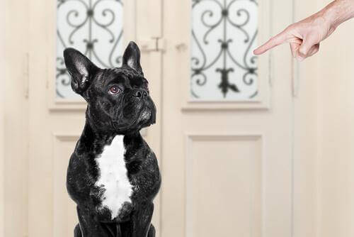 Hvad gør du forkert, når du træner en hund?