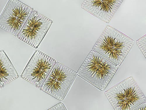 Planteplankton består af to typer mikroskopiske encellede organismer: Mikroalger og cyanobakterier