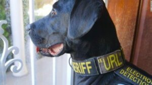 En dygtig politihund, der opdager pornofiler