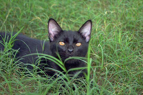 Bombay katten, en panter i hjemmet