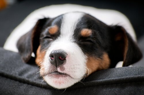 En trist hund viser tegn på, at en hund har ondt