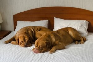 Sådan vælger du et godt hundehotel
