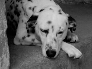 Lær, hvordan man opdager anæmi hos hunde