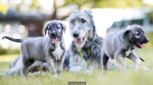 De to enæggede tvillingehunde lever i bedste velgående sammen med deres mor i Sydafrika