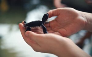 Prægning af reddede dyr: Chancer for overlevelse