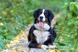 Alt om den dejlige Berner Sennenhund