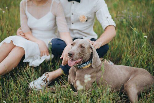 Vil du have din hund med til bryllup?