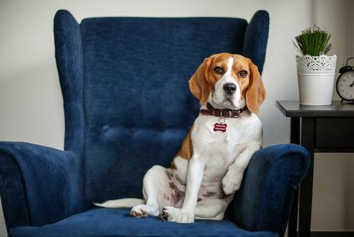 Fordelene ved at tage din hund til en hundepsykolog
