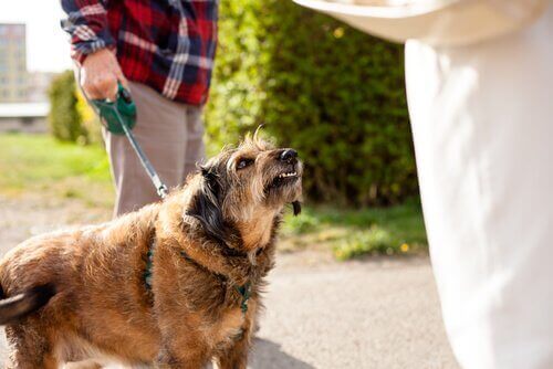 Kan det ske, at en hund er blevet skør?
