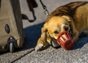 5 tips til at tage en hund med på flyet